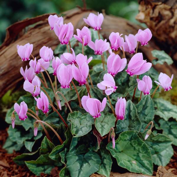 Bilde av CYCLAMEN Hederifolium. Alpefiol - 1 knoll
