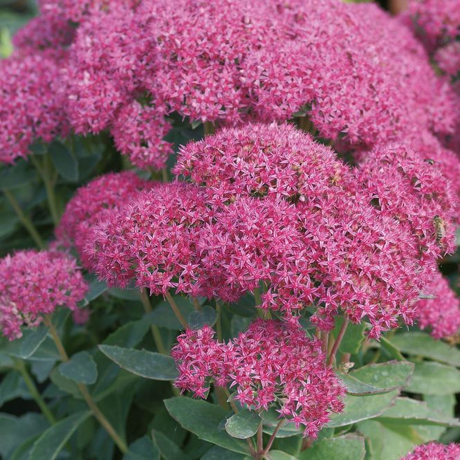 Hovedbilde Sedum Carl Oktoberbergknapp - 1 rot 