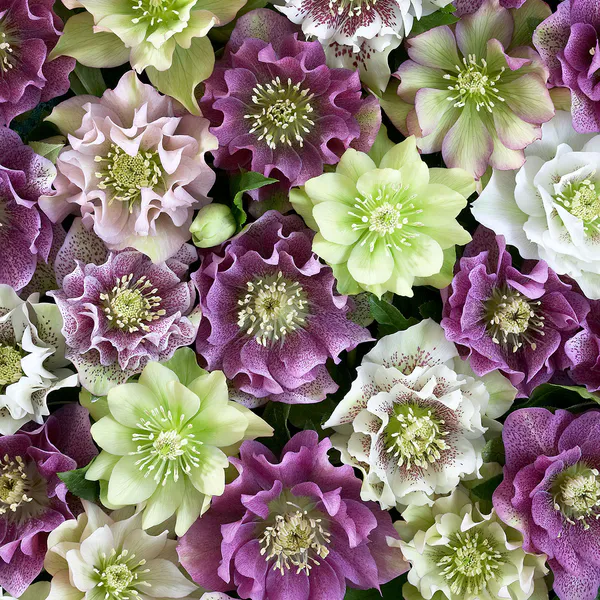 Hovedbilde Helleborus orientalis Double Mix. ...
