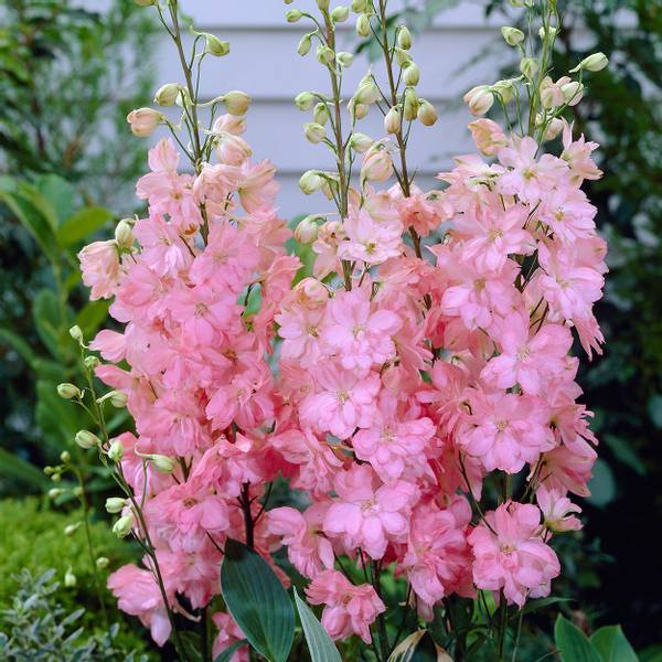 Bilde av DELPHINIUM Adabar. Ridderspore - 3 røtter