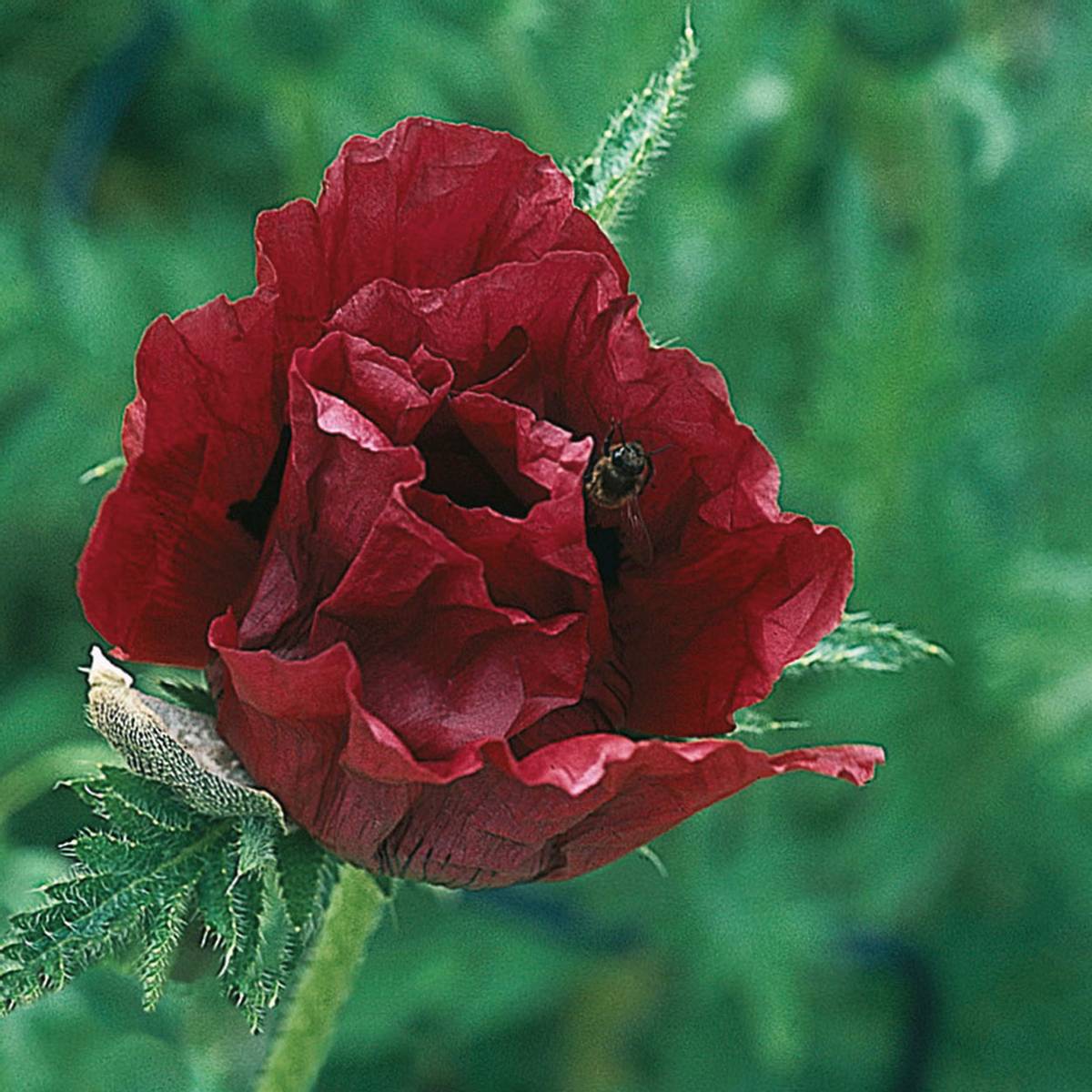 Papaver orientale Royal Chocolate Distinction - 1 rot