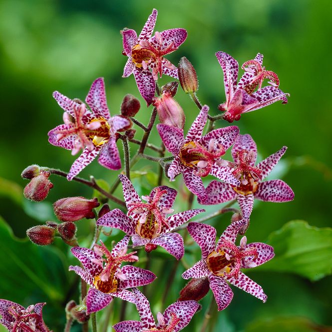Hovedbilde Tricyrtis Dark Beauty  Skyggelilje - 1 rot
