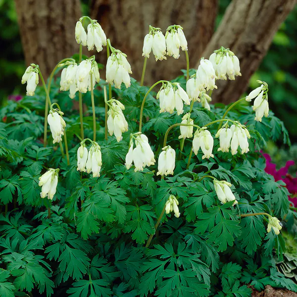 Hovedbilde Dicentra formosa Aurora. Småhjerte - 1 rot