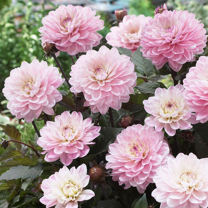 Hovedbilde Dahlia Melody Harmony - 1 knoll