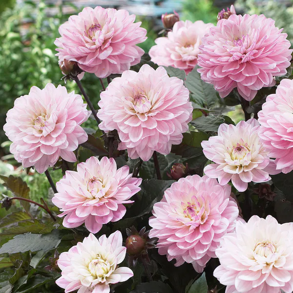 Hovedbilde Dahlia Melody Harmony - 1 knoll