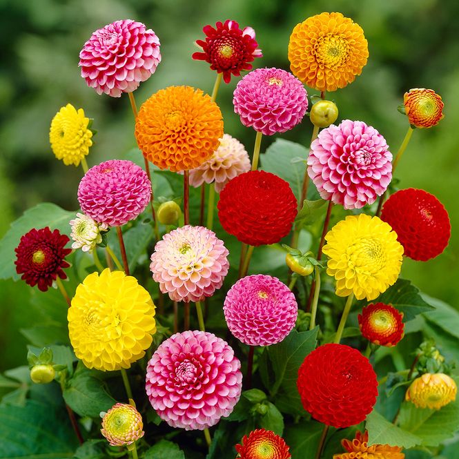 Hovedbilde Dahlia Pompon Mix - 3 knoller 
