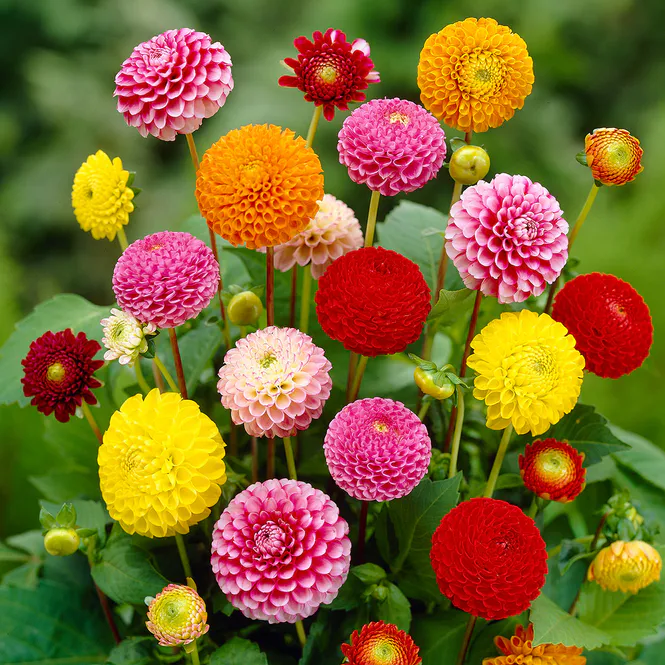 Hovedbilde Dahlia Pompon Mix - 3 knoller 