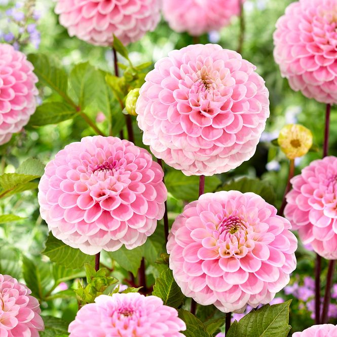 Hovedbilde Dahlia Wizard of Oz - 1 knoll