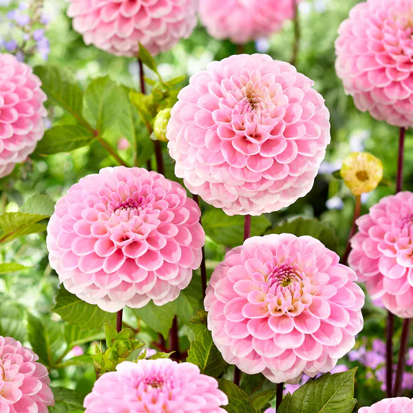 Hovedbilde Dahlia Wizard of Oz - 1 knoll