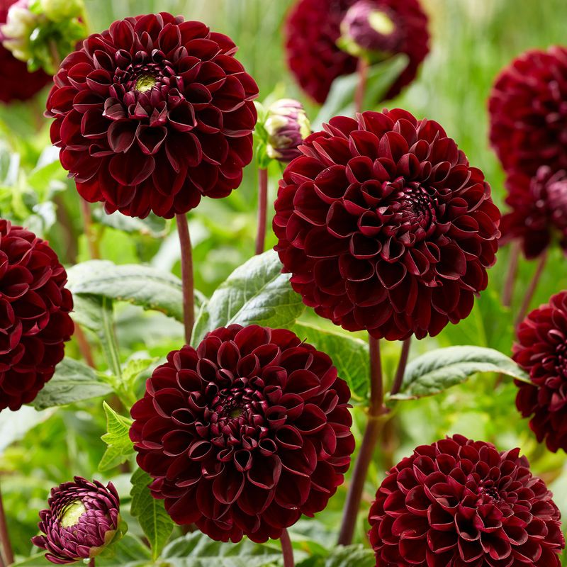 Dahlia Dark Spirit - 1 knoll