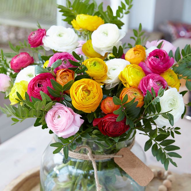 Hovedbilde Ranunculus - Hageranunkler i blanding - 10 ...