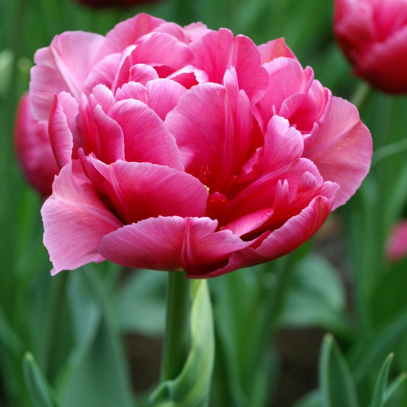 Tulipan Margarita  5 løk