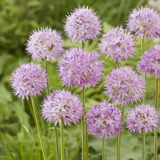 Hovedbilde Allium Rosy Dream - 10 løk
