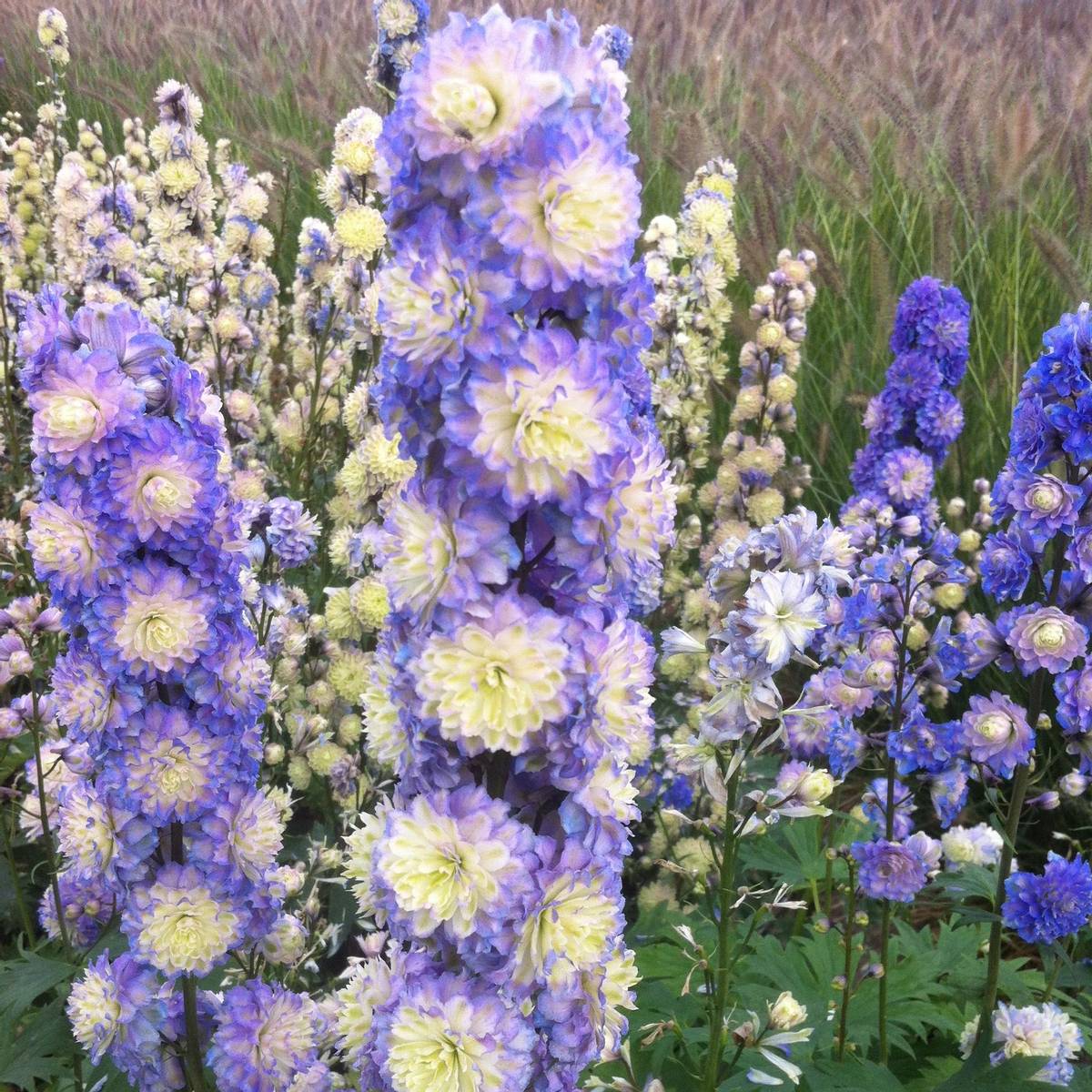 Delphinium Bolero. Ridderspore - 1 rot