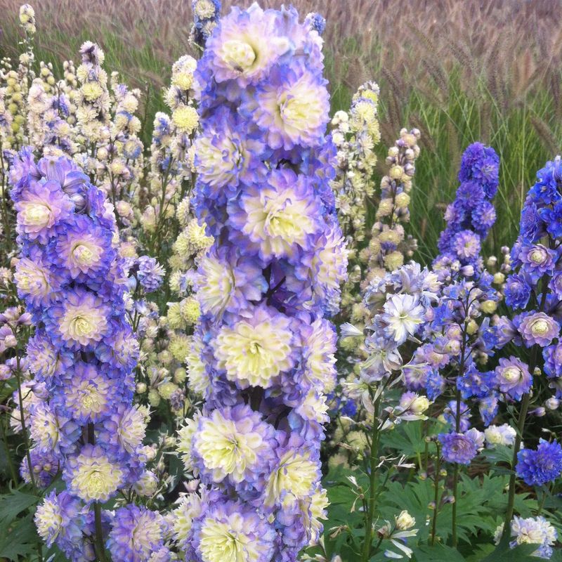 Delphinium Bolero. Ridderspore - 1 rot