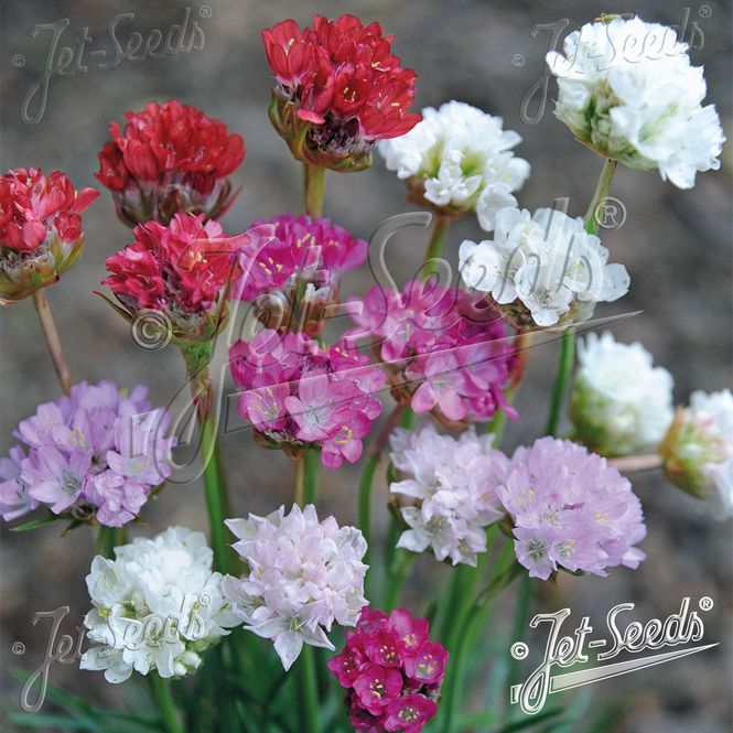 Hovedbilde Armeria maritima-hybrid Ornament. Strandnellik - ...