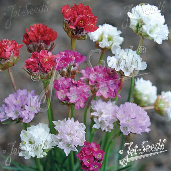 Hovedbilde Armeria maritima-hybrid Ornament. Strandnellik - ...