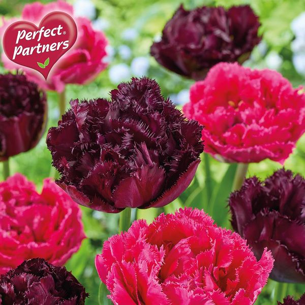 Hovedbilde Tulipan Garden Glamour - 8 løk