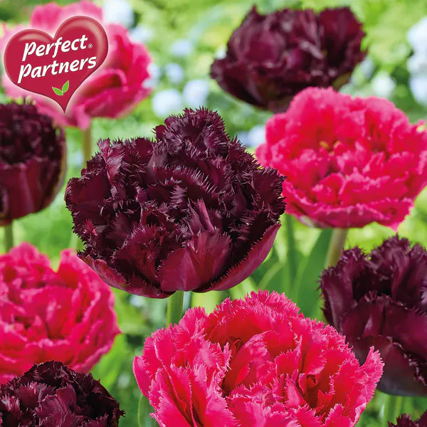 Hovedbilde Tulipan Garden Glamour - 8 løk