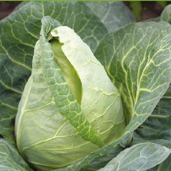 Hovedbilde Kål, sommerkål Greyhound Express -Frø-