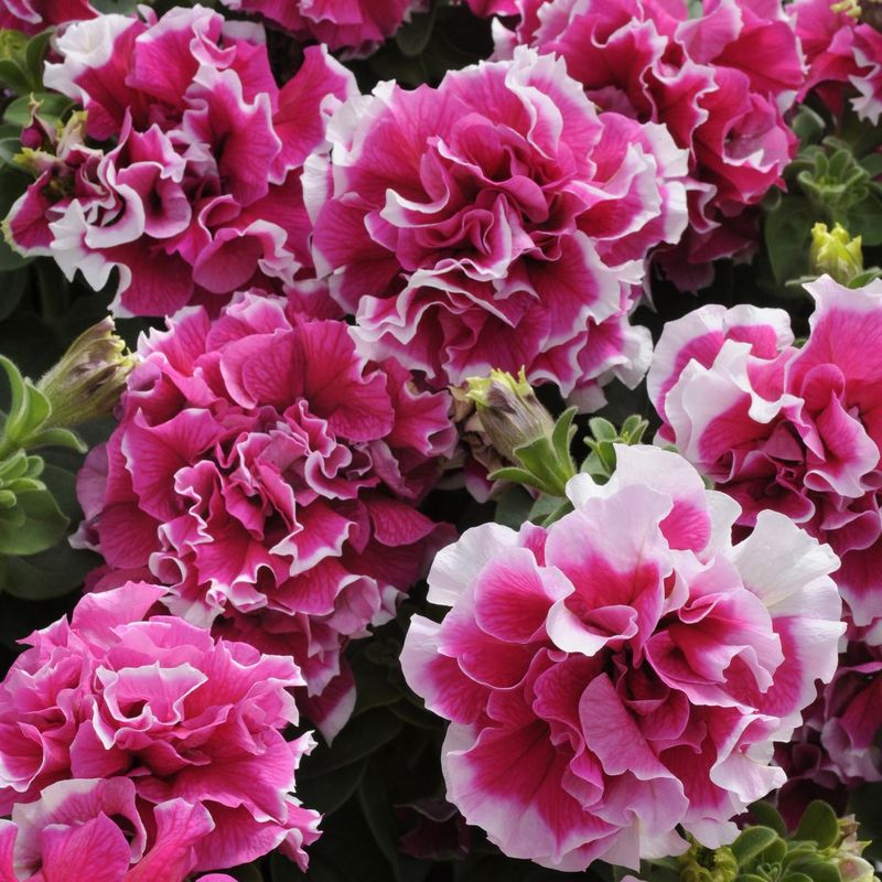 Petunia grandiflora Double Pirouette Rose-Frø-