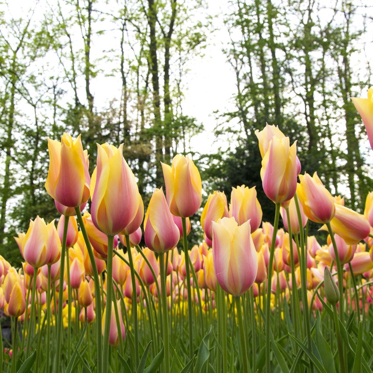 Tulipan Blushing Beauty - 6 løk