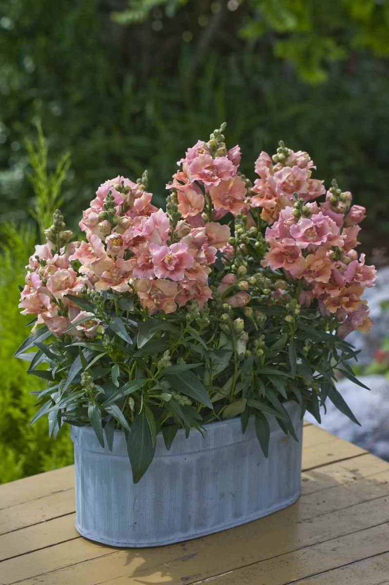 Antirrhinum majus Twinny Peach. Løvemunn -Frø-