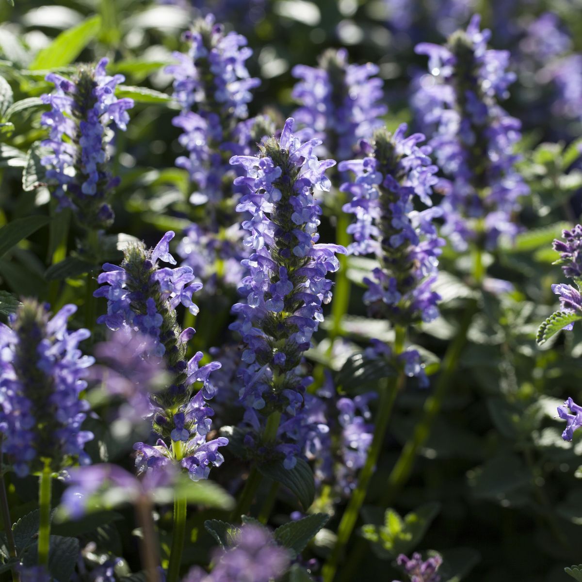 Nepeta Blue Moon -Frø- Kattemynte