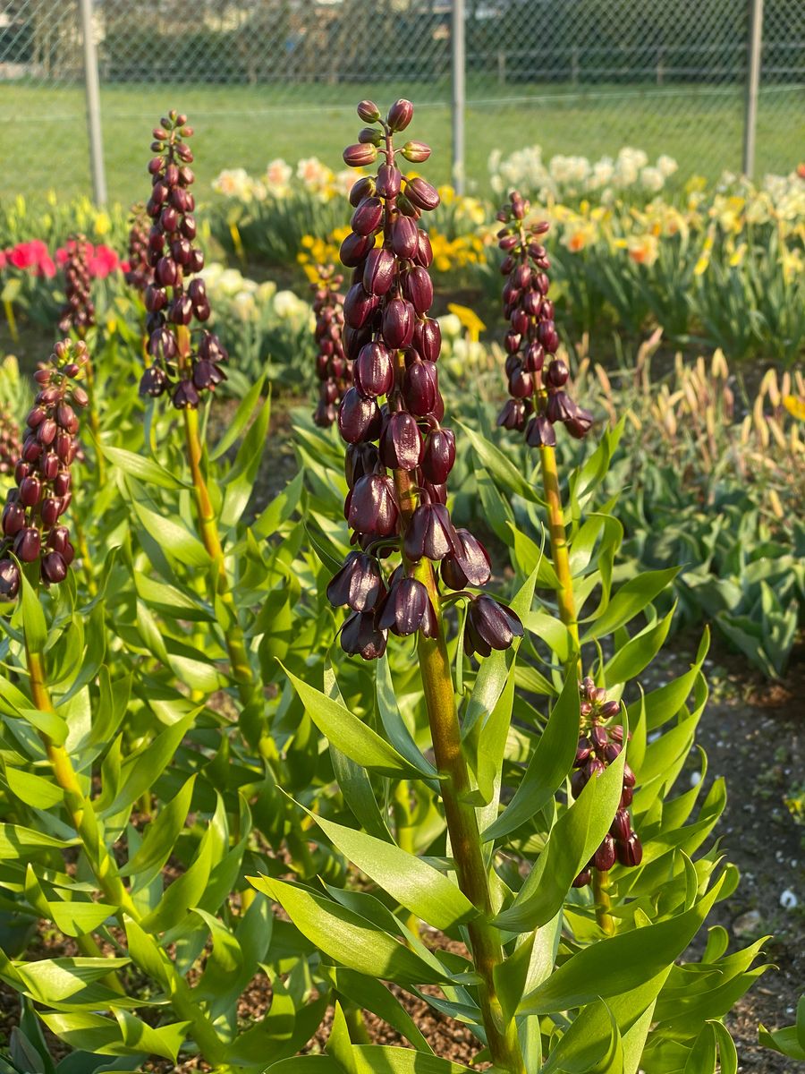 Fritillaria Purple Dynamite. Keiserkrone - 1 løk