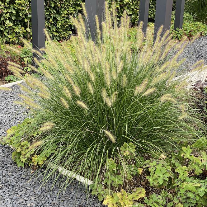 Hovedbilde Pennisetum alopecuroides Hameln. Lampebørstegress ...