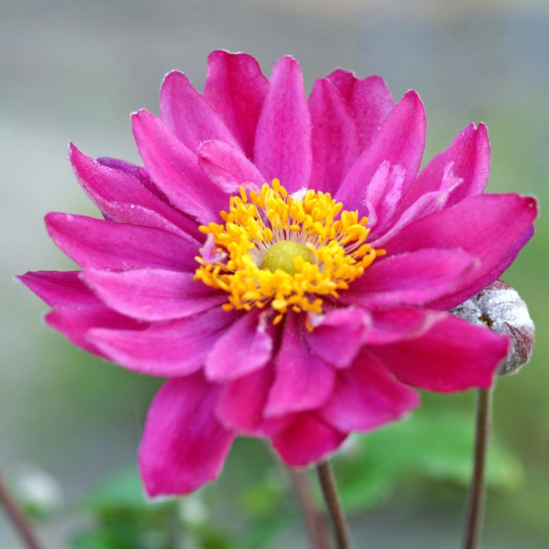 Anemone hybrida Pamina.  Høstanemone - 1 rot 