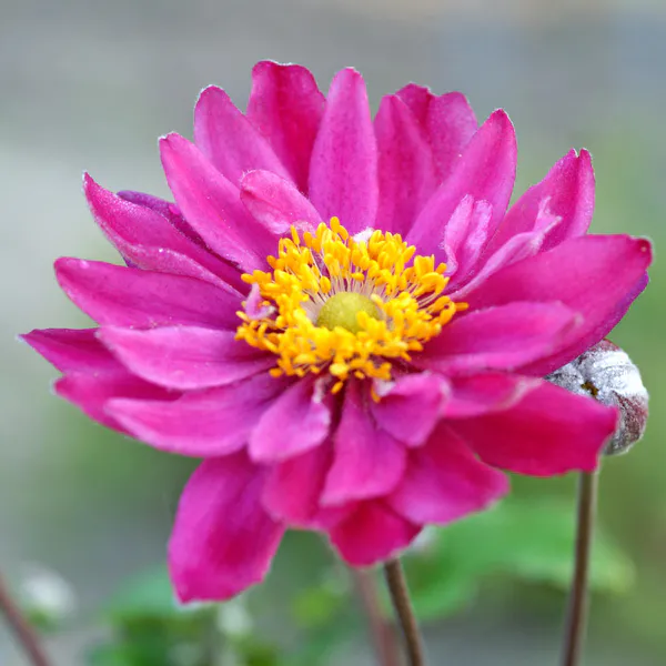 Hovedbilde Anemone hybrida Pamina.  Høstanemone - 1 rot 