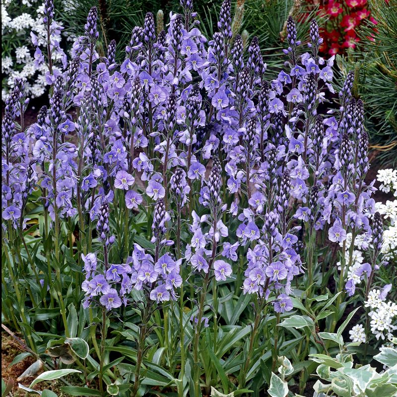 Veronica gentianoides Little Blues -Frø-