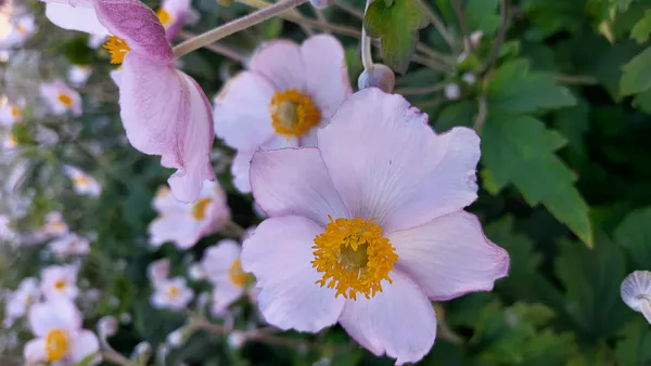 Hovedbilde Anemone tomentosa Robustissima. Høstanemone  1 ...