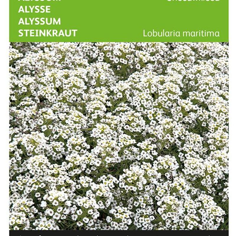 Alyssum  Snowcloth -Frø- Dodre