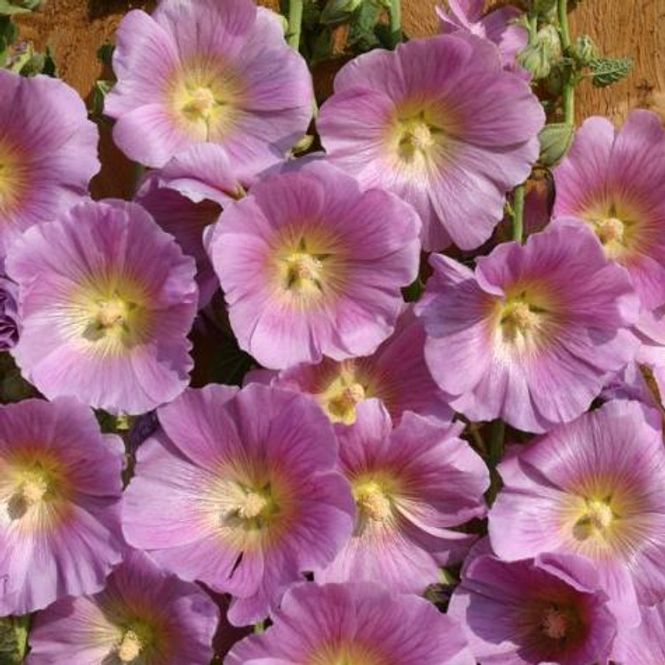 Hovedbilde Alcea rosea Halo Pink. Stokkrose -Frø- 