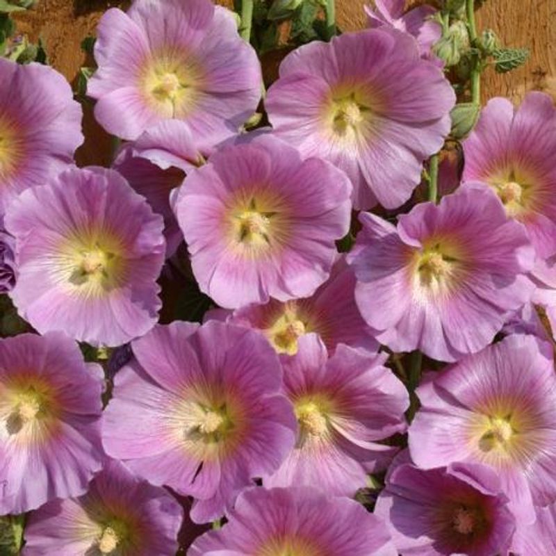 Alcea rosea Halo Pink. Stokkrose -Frø- 