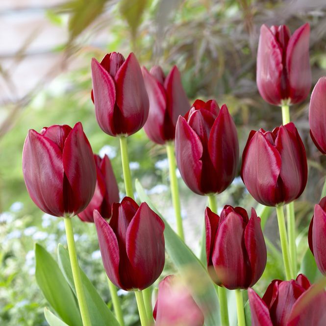 Hovedbilde Tulipan National Velvet - 7 løk