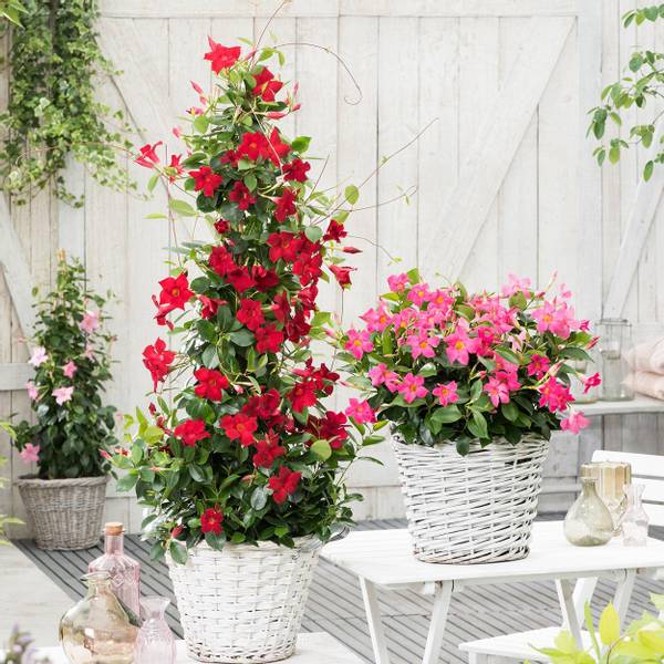 Bilde av Dipladenia. YNDE, rød - 1 plante