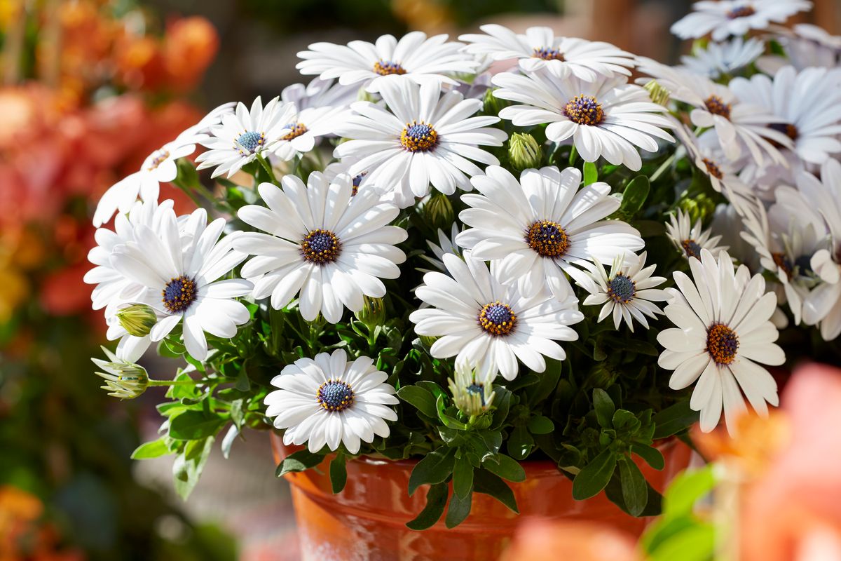 Osteospermum Blanca hvit. Afrikansk margeritt - 1 plante i 10,5 cm potte