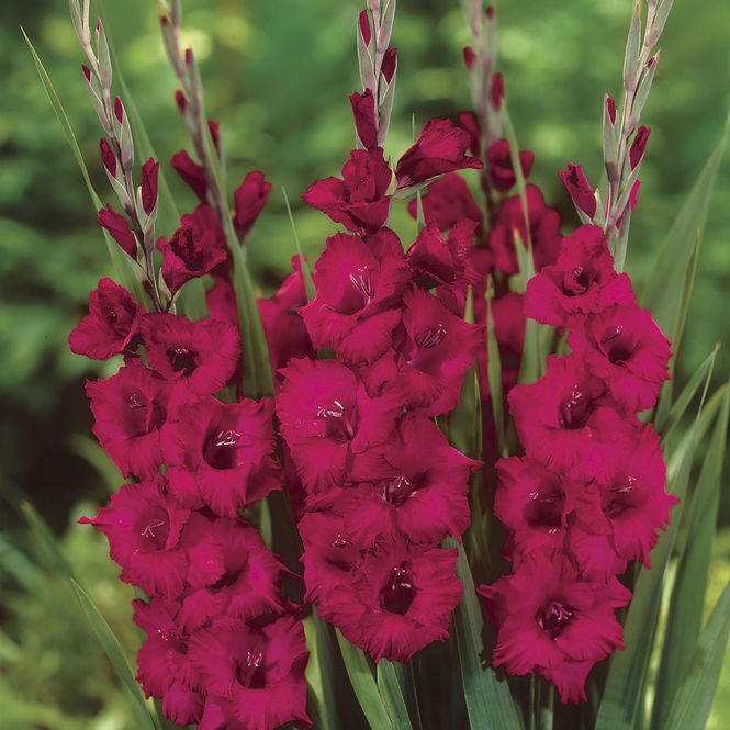 Hovedbilde Gladiolus Plum Tart - 10 knoller