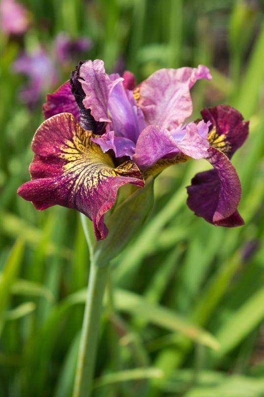 Iris sibirica Peacock butterfly Miss Apple  1 rot 