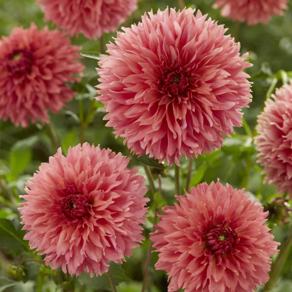 Hovedbilde Dahlia Orange Fubuki - 1 knoll