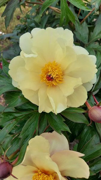 Hovedbilde Paeonia Itoh-hybrid Amy Jo. Edelpeon - 1 rot