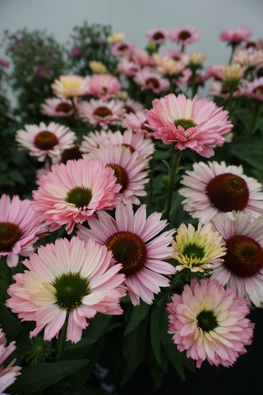 Echinacea purpurea Sunseekers Salmon. Solhatt  1 rot