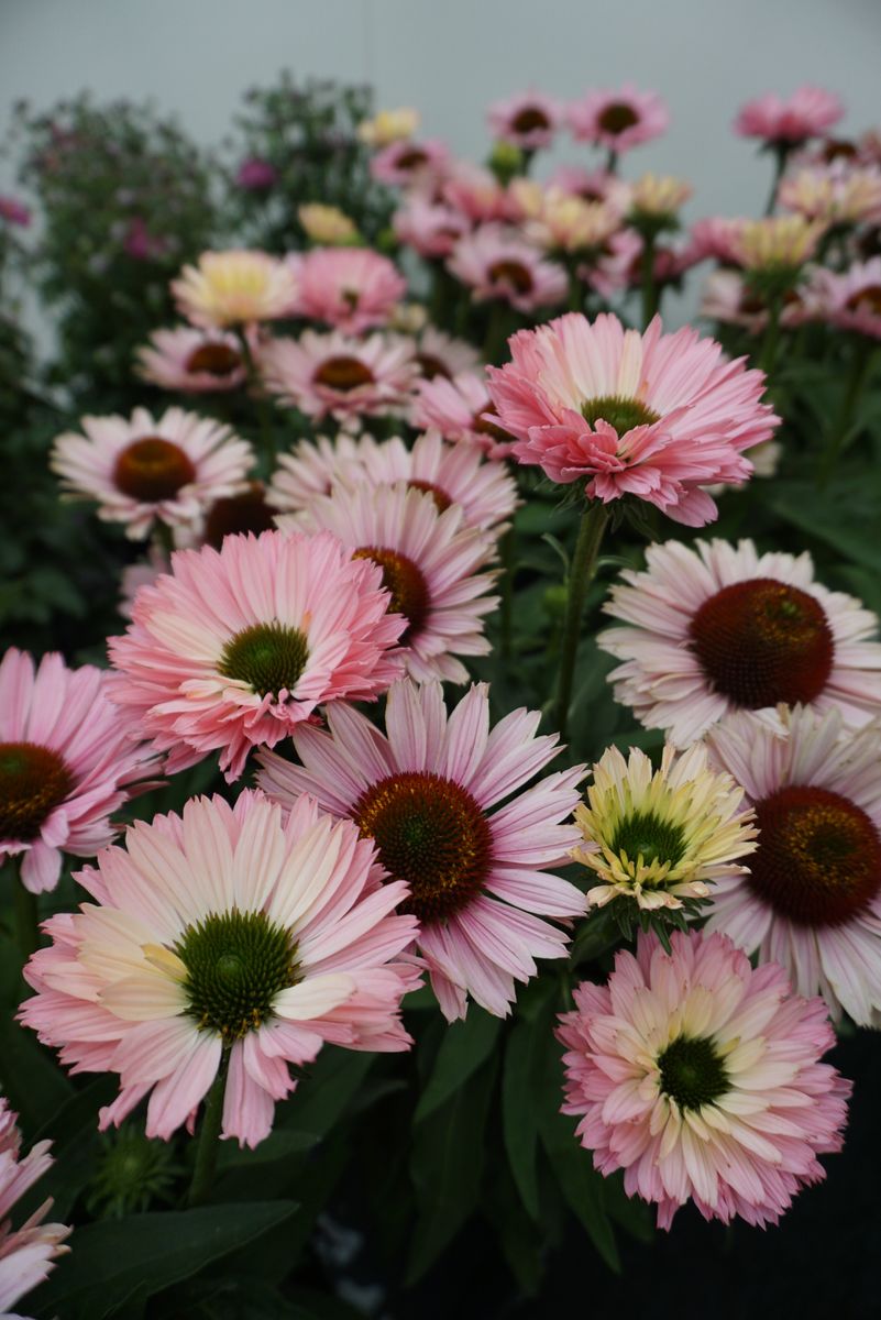 Echinacea purpurea Sunseekers Salmon. Solhatt  1 rot