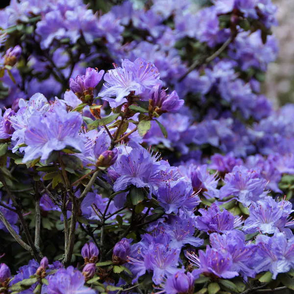 Hovedbilde Azalea japonica, blålilla blomster. 1 plante i 9 ...