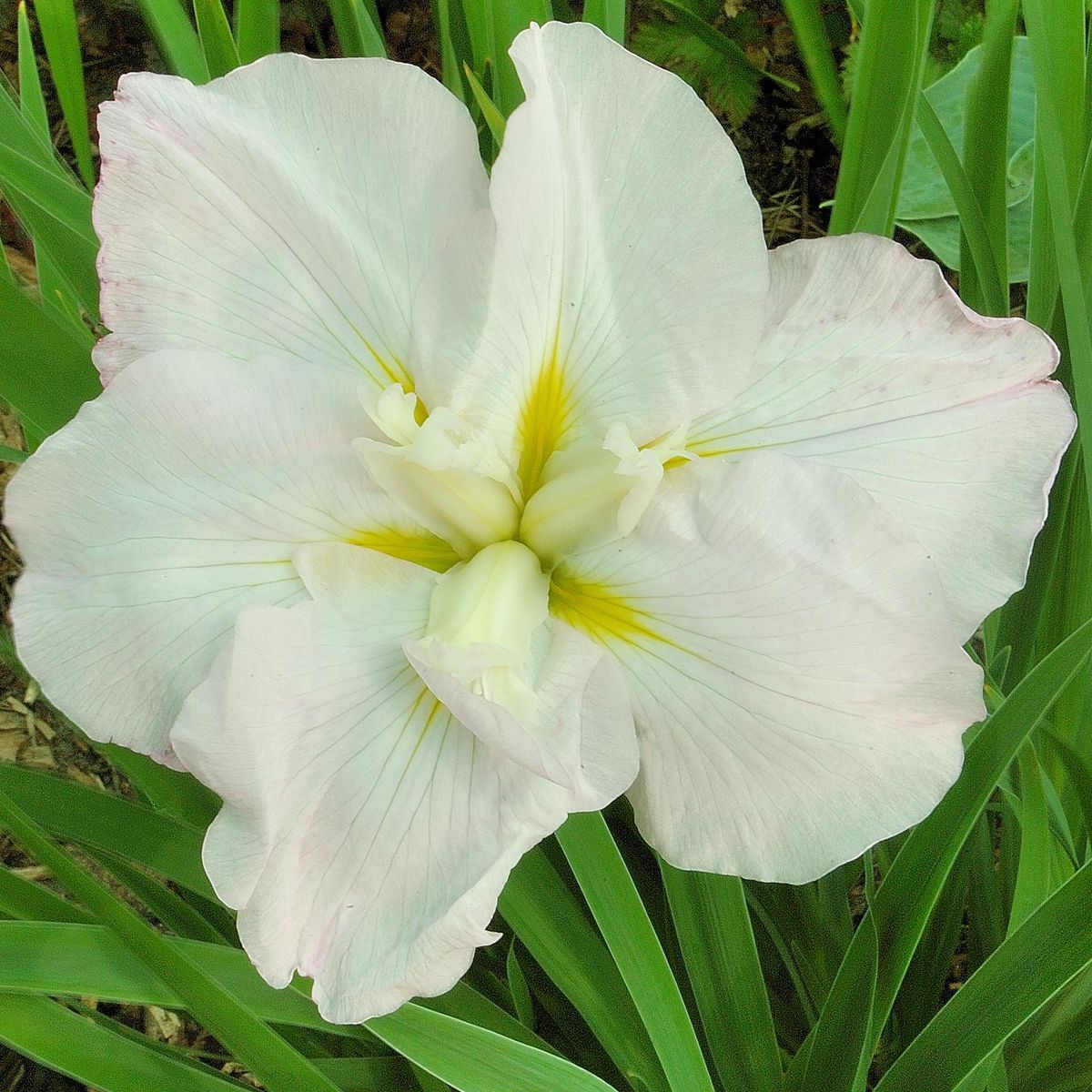 Iris ensata White Ladies. Japaniris  1 rot