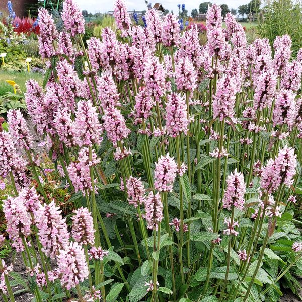 Hovedbilde Stachys officinalis Pinky. Betonie  1 rot
