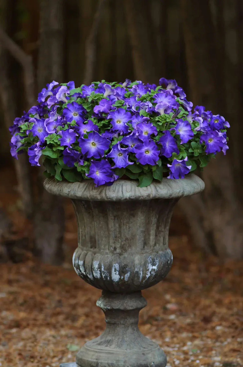 Petunia hybrid. grandiflora Sophistica Blue Morn-Frø-